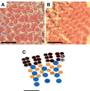 Fig. 2.  Transverse section through cone ellipsoids showing a row  mosaic pattern in the visual cells (bars=20 μm)