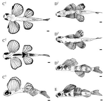 Fig. 3. Continued (C 1 , D 1 : dorsal view; C 2 , D 2 : ventral view; C 3 , D 3 ,  E: lateral view)