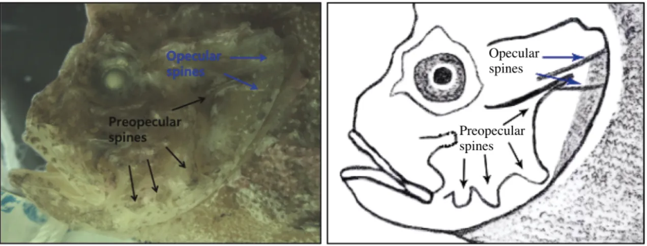 Fig. 2. The arrows indicate preopecular spines (black) and opecular spines (blue) on the head.