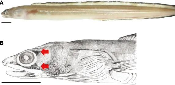 Table 1. Comparison of the morphological characters of Ariosoma meeki