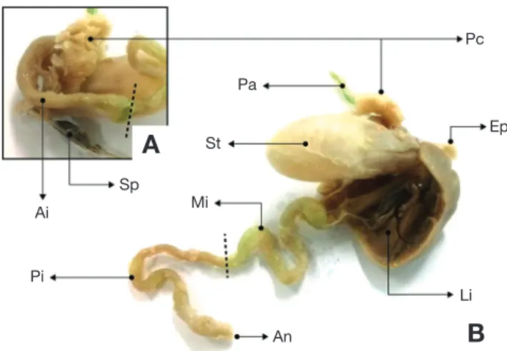 Fig. 1.  Morphological observations of the alimentary tract in seven­