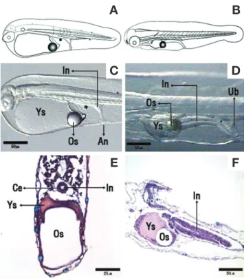 Fig. 4. Histological observations of the digestive system during the  development of sevenband grouper larvae