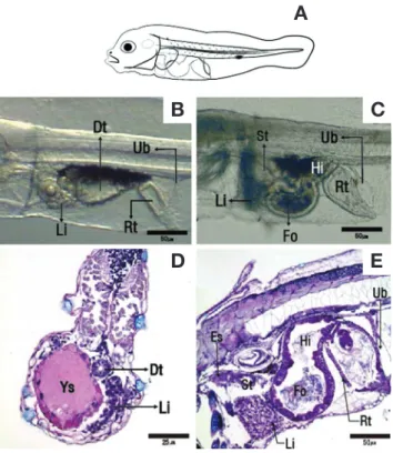 Fig. 6.  Sagittal section and cross section of the digestive system  during the development of sevenband grouper larvae
