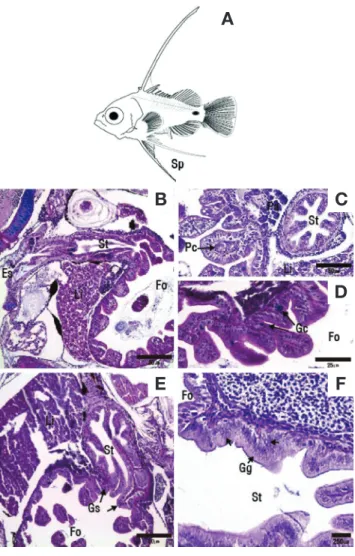 Fig. 7. Morphological observations and sagittal section and cross  section of the digestive system during the development of sevenband  grouper larvae