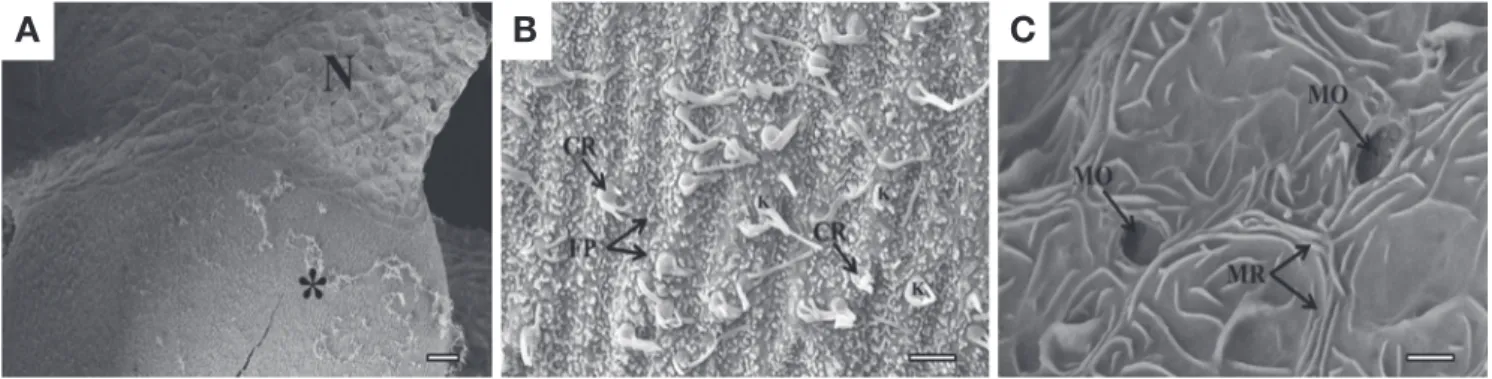 Fig. 5. Scanning electron micrographs showing the surface structure of the olfactory epithelium of Favonigobius gymnauchen