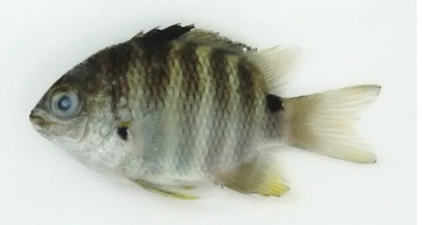 Table 1.  Comparison of meristic characters of Abudefduf septemfasciatus and Abudefduf sordidus