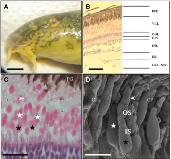 Fig. 1.  External morphology and gross sections of the retina in a Harris hematoxylin and counter-stained with eosin used by light microscope and  scanning electron microscope of Iksookimia longicorpa