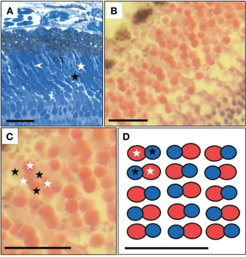 Fig. 2.  Visual cell layer by semi-thin sections in the Iksookimia longicorpa retina. (A) Longitudinal sections of the visual cell layer