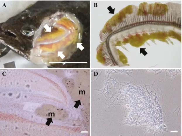 Fig. 1.  Diseased olive flounder, showing fungi infection (arrows) in the gills (A, B, C)