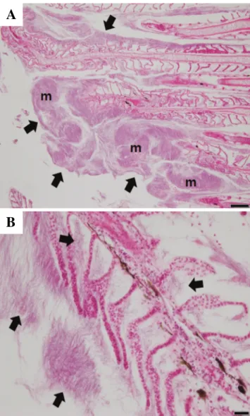 Fig. 3. Histopathology of olive flounder infected with fungi. Numer­