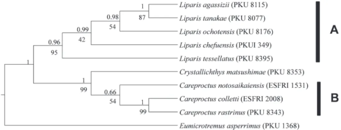 Fig. 3.  Bayesian-derived tree for mtCOI+nRAG2 sequences, showing the relationships among nine snailfishes from Korea