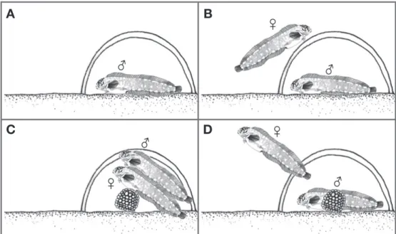 Fig. 2. The spawning behavior of fringed blenny, Chirolophis japonicus. A: It looks like he was staying inside of PVC; B: The female fish hadn’t  eaten any food from two or three days ago