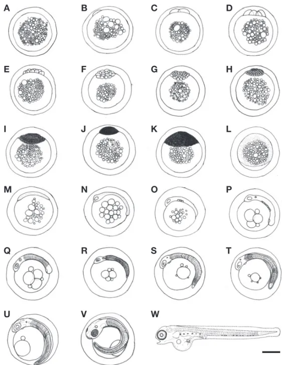 Fig. 3. The egg development of fringed blenny, Chirolophis japonicus. Scale bar=1.0 mm