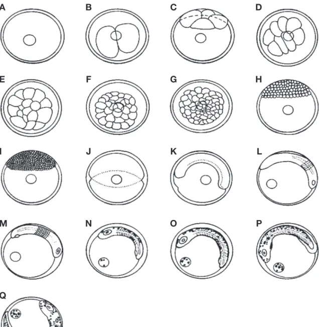 Fig. 1. Egg developmental stages of Oplegnathus punctatus. A: Fertilized eggs; B: 2 cells stage, 55 mins; C: 4 cells stage, 1 hrs 15 mins; D: 8  cells stage, 1 hrs 45 mins; E: 16 cells stage, 2 hrs 30 mins; F: 32 cells stage, 3 hrs; G: 64 cells stage, 3 hr