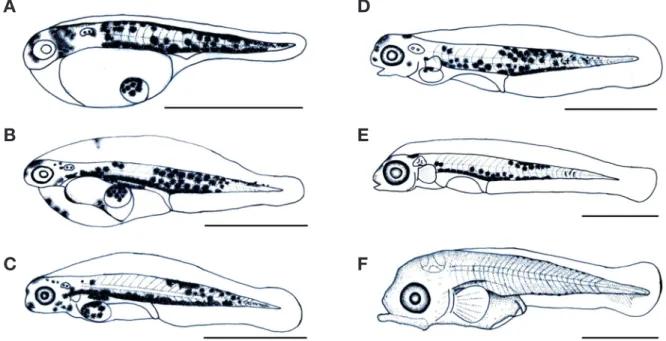 Fig. 3. Morphological change of Oplegnathus punctatus from hatch- hatch-ing to larva stage
