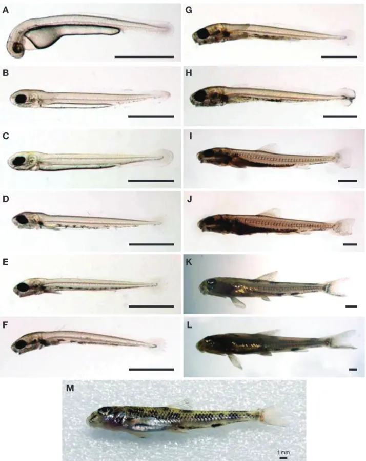 Fig. 2.  Larva and juvenile development of Microphysogobio rapidus at 21±1°C. The bar indicates 1 mm