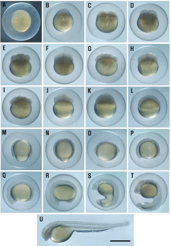 Fig. 2.  Egg development and hatching of Cobitis tetralineata at 25℃ of water temperature