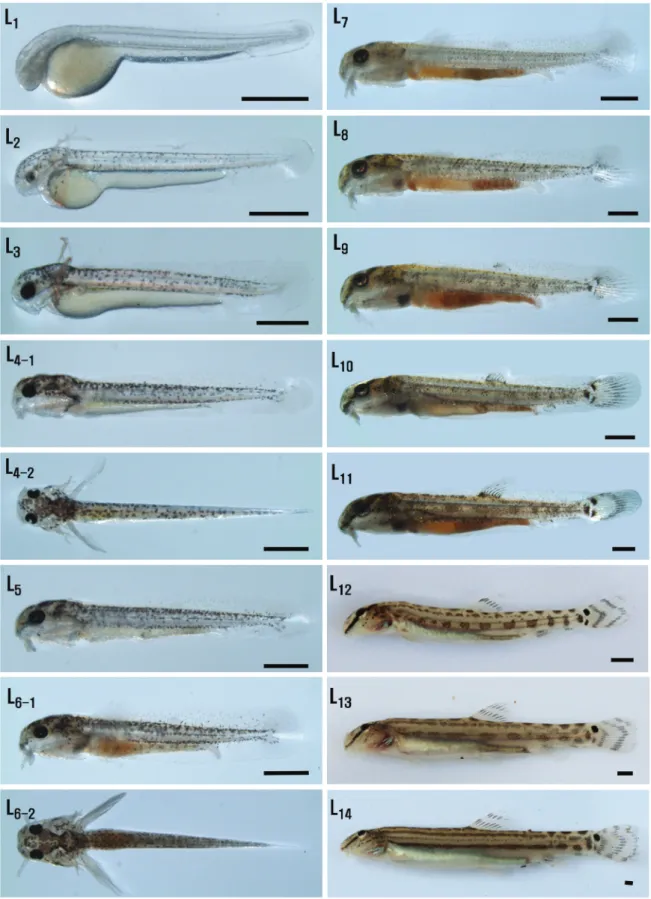 Fig. 3.  Larva and juvenile development of Cobitis tetralineata at 25°C of water temperature