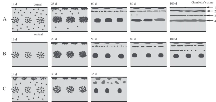 Fig. 5. Lateral line development of Cobitis tetralineata (A), C. hankugensis (B) (Ko and park, 2012) and C