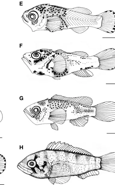 Fig. 3. The larvae and juvenile development of Sebastes koreanus. E: