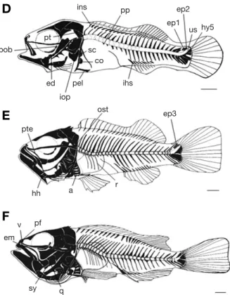 Fig. 5. Development stage of larvae and juvenile of skeleton in Sebastes koreanus. D: Postlarvae, 38 days after bearing, 11.2 mm in TL; E: Juvenile, 45 days after bearing, 14.5 mm in TL; F: Juvenile, 60 days after bearing, 17.7 mm in TL