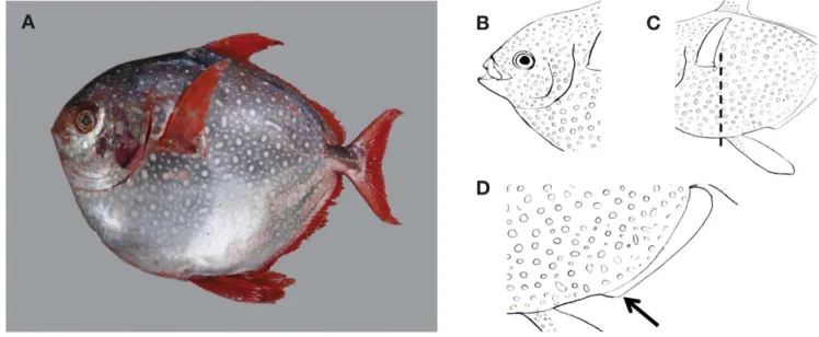 Table 1. Comparison of meristic and morphometrics characters of Lampris guttastus