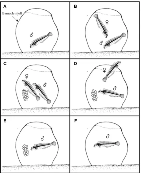 Fig. 2. The spawning behavior of variable sabretooth blenny, Petroscirtes variabilis. A: Male clean the spawning site inner spaced oyster shell or barnacle shell; B: Courtship and follow; C: Spawning; D: Female leaved the spawning site; E: Prelarvae was mo