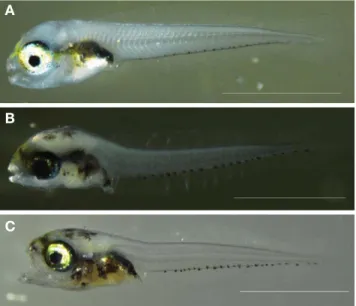 Fig. 5. Development of the caranium and visceral skeleton in variable sabretooth blenny, Petroscirtes variabilis