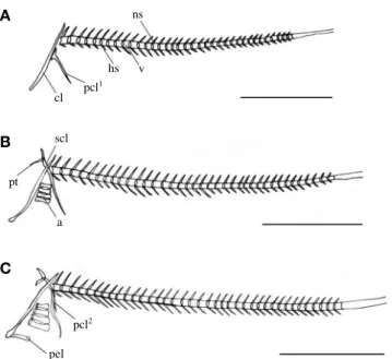 Table 1. Comparison characters of the eggs and larvae characters in the species Blenniidae