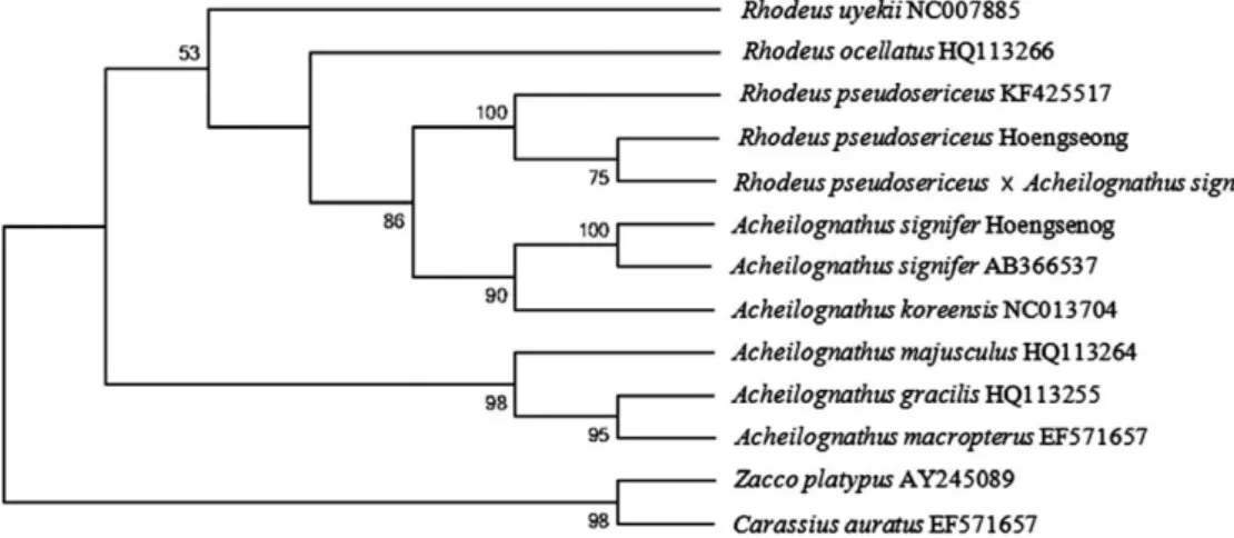 Fig. 2. Molecular phylogenetic analysis by Maximum Likelihood method. The evolutionary history was inferred by using the Maximum Likelihood method based on the Tamura-Nei model (Tamura and Nei, 1993).