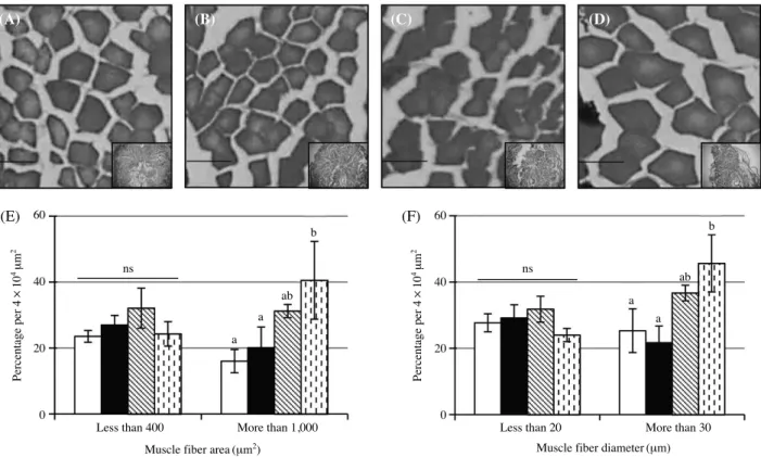 Fig. 4. Biochemical analysis of muscle fiber in zebrafish fed with CA. (A) Total protein amount, (B) triglyceride amount (black bar), different letters are significantly difference.