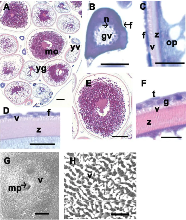 Fig. 2. Photos of a light microscopy (A-F) and a scanning electron microscopy (G and H)