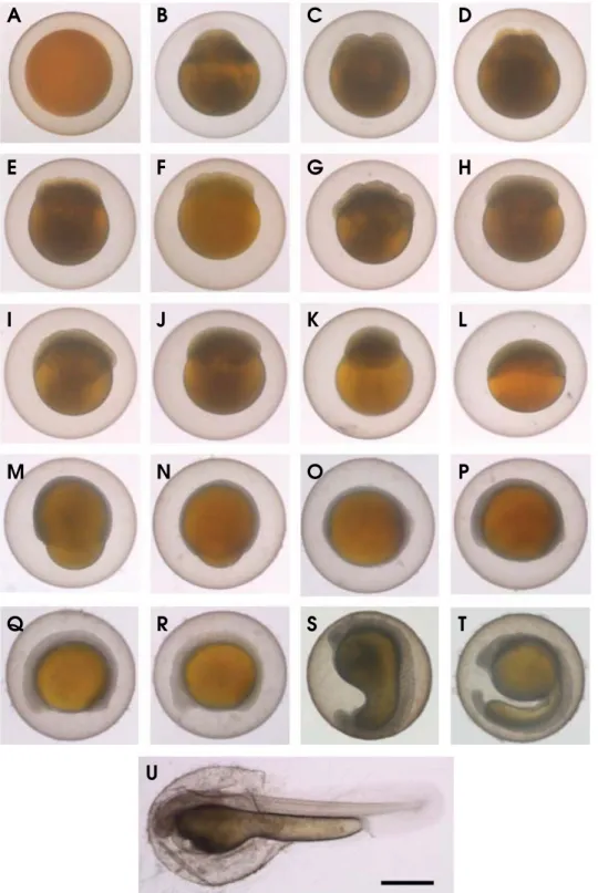 Fig. 4. Egg development of Kichulchoia brevifasciata at water temperature 25� C. Time required for each developmental stage is shown in Table 1