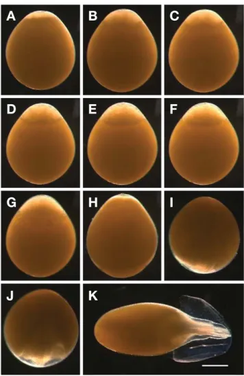 Fig. 2. Egg development of Acheilognathus majusculus from Young river, Korea. The bar indicates 1.0 mm