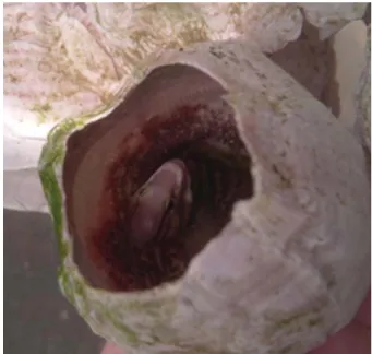 Fig. 1. The egg guarding of elegant blenny, Omobranchus elegans.