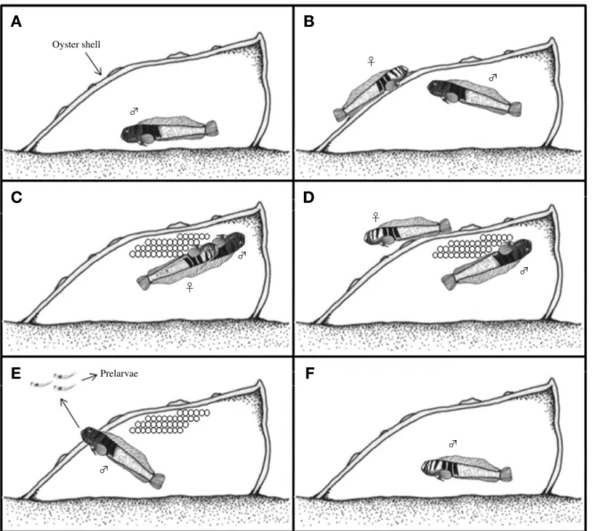 Fig. 2. The spawning behavior of elegant blenny, Omobranchus elegans. A: Male clean the spawning site inner spaced oyster shell or barnacle shell; B: Courtship and follow; C: Spawning; D: Female leaved the spawning site; E: Prelarvae was moved to out side 