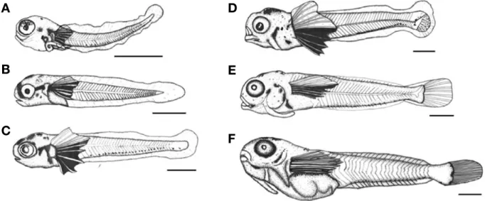 Fig. 5. The prelarvae and postlarvae of elegant Blenny, Omobranchus elegans reared in the laboratory