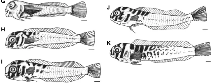 Fig. 6. The postlarvae and juvenile of elegant blenny, Omobranchus elegans reared in the laboratory