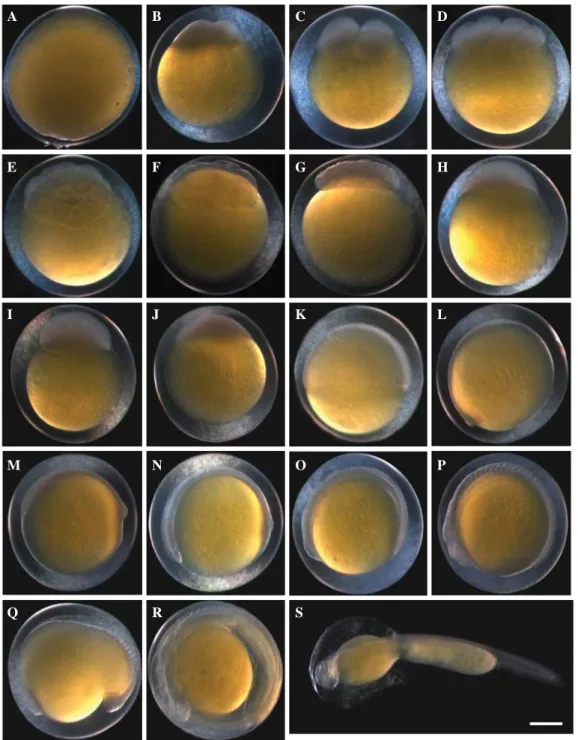 Fig. 1. Egg development and hatching of Zacco koreanus. Time required for each embryonic stage in water temperature at 20.0~23.0� C is shown in Table 1