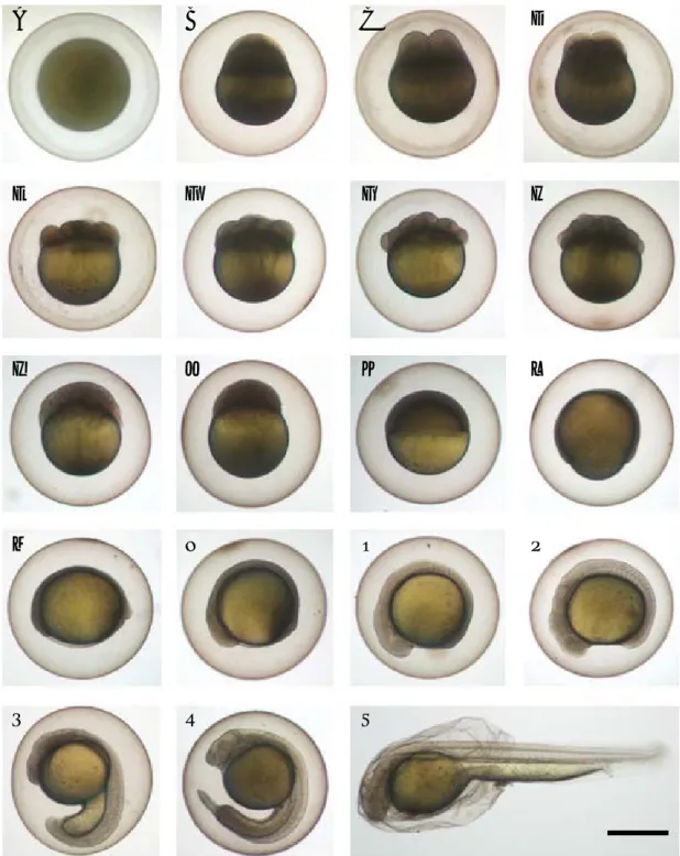 Fig. 2. Egg development and hatching of Iksookimia pumila at water temperature 23� C. Time required for each developmental stage is shown in Table 1
