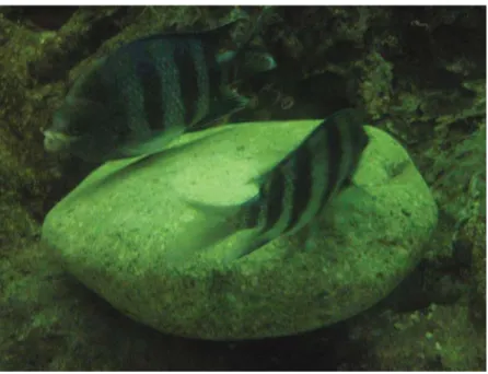 Fig. 1. The egg guarding of five striped damselfish, Abudefduf vaigiensis.
