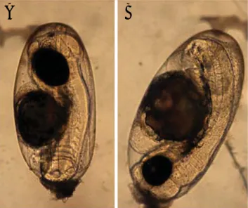 Fig. 4. Normal eggs (A) and agrippa eggs (B) of the five striped dam- dam-selfish, Abudefduf vaigiensis.