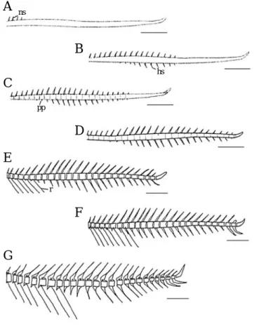 Fig. 2. Development of the vertebrae in Sebastes oblongus. A, 9.3 mm TL; B, 9.8 mm TL; C, 10.3 mm TL; D, 10.8 mm TL; E, 13.2 mm TL;