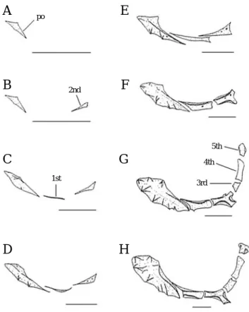 Fig. 5. Development of the infraorbital bone in Sebastes oblongus.