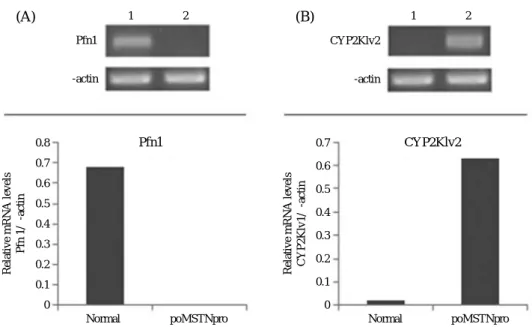 Fig. 2. Confirmation by semi-quantitative reverse transcription-polymerase chain reaction (RT-PCR) of the differential mRNA expression pattern of two genes that were identified by sequence-specific primers as being differentially expressed genes