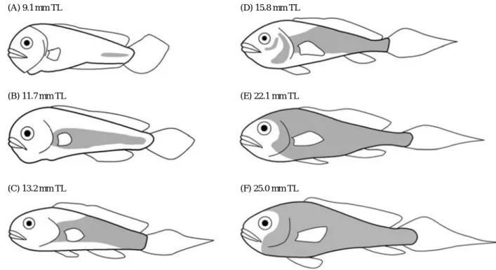 Table 1. Sequence of fin differentiation, and head and scale develop- develop-ment in relation to total length in the brown croaker, Miichthys miiuy