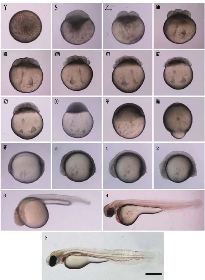 Fig. 1. Egg development and hatching of Pseudopungtungia tenuicorpa at water temperature 23� C