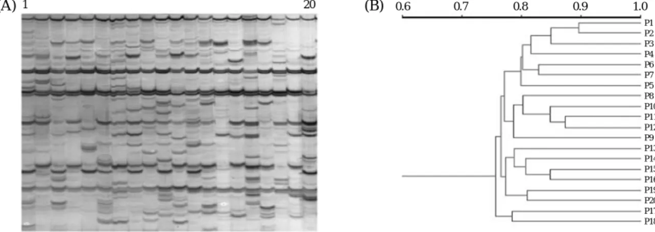Fig. 6. Result of fingerprint pattern after AFLP analysis generated with some primer combination (A) and UPGMA dendrogram showing the sim- sim-ilarity within population (B).