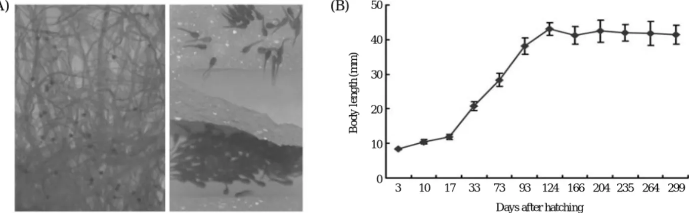 Fig. 7. Prefered spawning nest for the species and aggressive behavior of fries (A) and the result of growth for 124 days in laboratory (B).