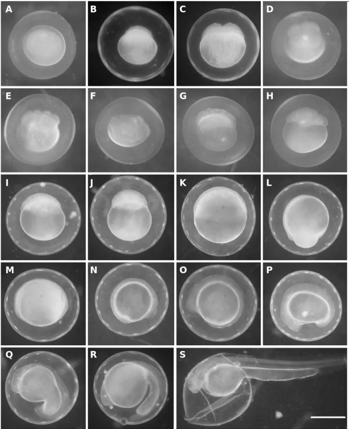 Fig. 1. The egg development and hatching of Iksookimia longicorpa at water temperature 23 ~ 25� C